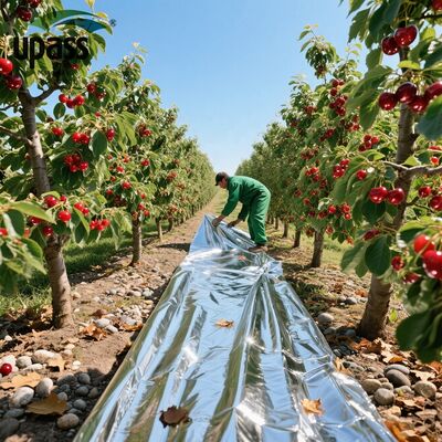 Màng phủ nhôm PET tráng phản quang mặt trời cho các dự án năng lượng mặt trời ép đùn